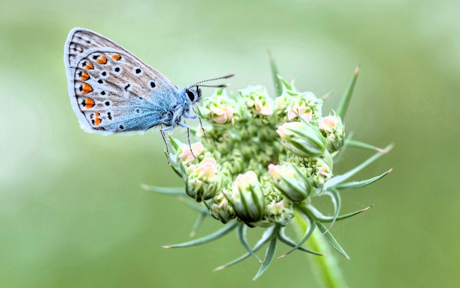 Обои картинки фото животные, бабочки,  мотыльки,  моли, бабочка, цветок