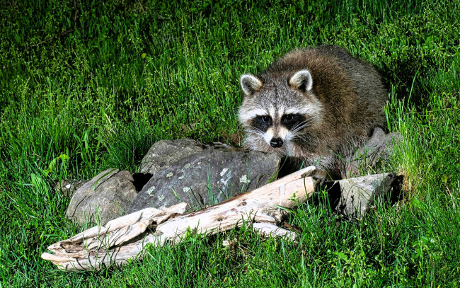 Обои картинки фото животные, еноты, енот, трава, лужайка, камни, сук