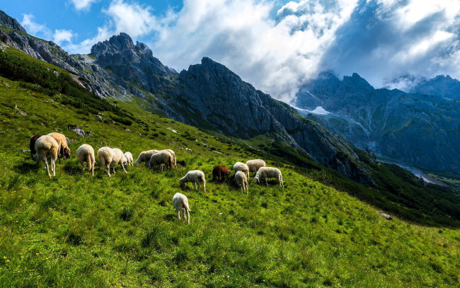 Обои картинки фото животные, овцы,  бараны, горы, луг