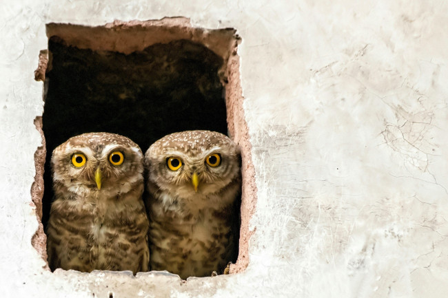 Обои картинки фото животные, совы, пара, окно