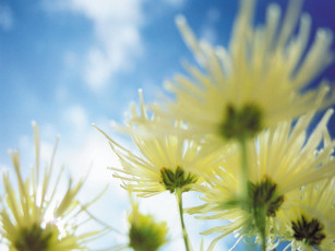 Картинка chrysanthemums цветы хризантемы