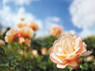 Картинка roses цветы розы