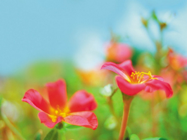 Обои картинки фото portaluca, цветы, портулак