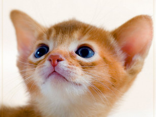 Картинка авт alver животные коты