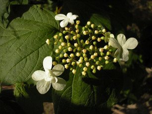 Картинка цветы гортензия