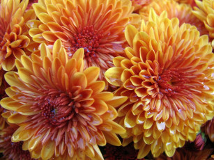 Картинка цветы хризантемы