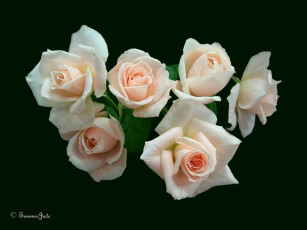 Картинка цветы розы