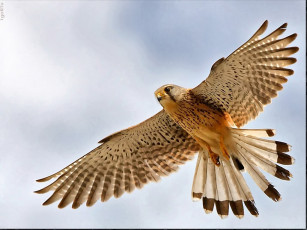 Картинка великий ужасный авт igortu животные птицы хищники