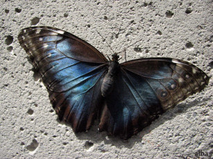 Картинка животные бабочки