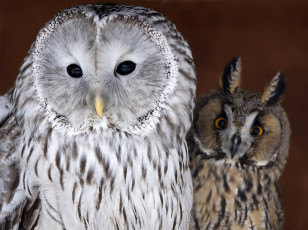 Картинка два друга авт nikoniko животные совы