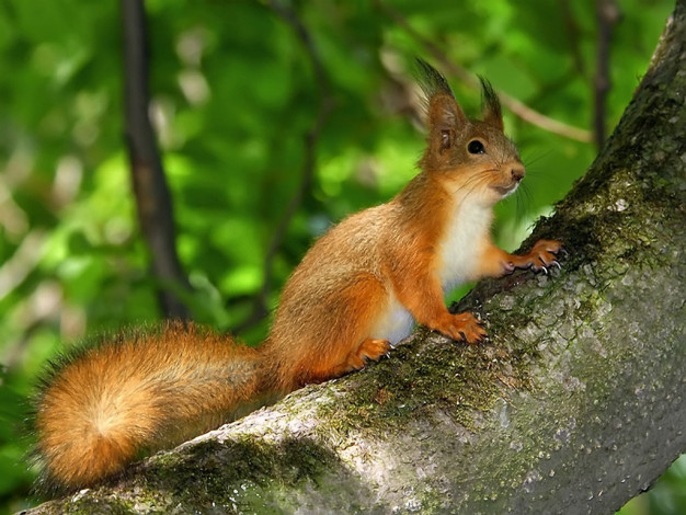 Обои картинки фото дефиле, авт, nikkon, животные, белки