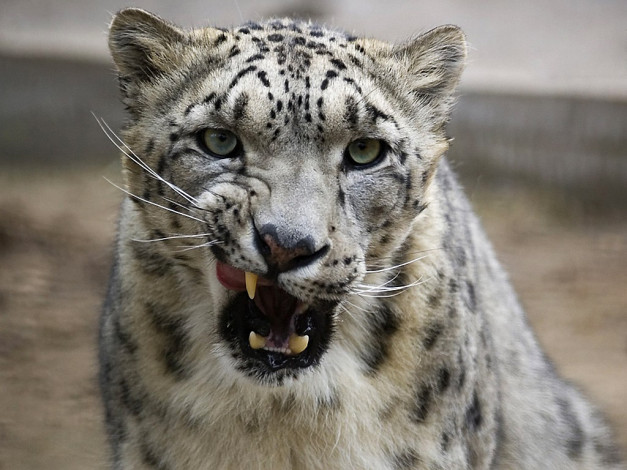 Обои картинки фото про, вкусного, фотографа, авт, nika, животные, снежный, барс, ирбис