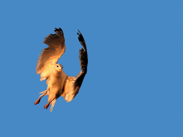 Обои картинки фото танец, солнечном, луче, авт, наталия, кидони, животные, Чайки, бакланы, крачки