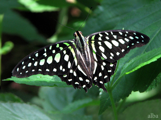 Обои картинки фото животные, бабочки