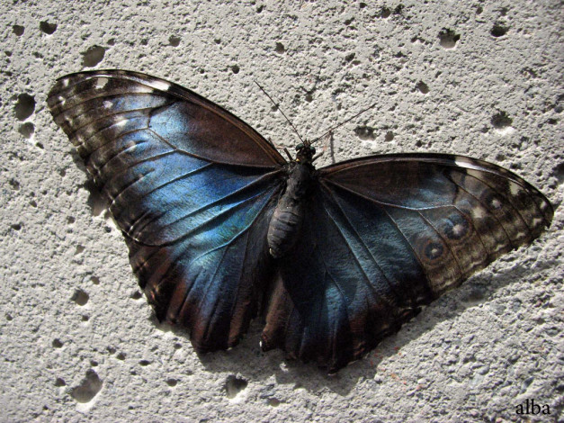 Обои картинки фото животные, бабочки