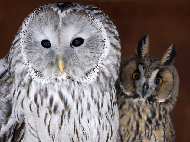 Обои картинки фото два, друга, авт, nikoniko, животные, совы