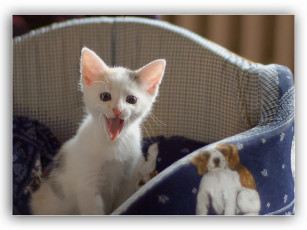 Картинка ольга ура взяли гости животные коты