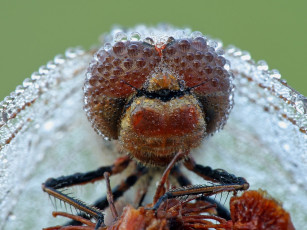 обоя татьяна, зарубо, дорогая, извини, сегодня, без, цветов, животные, стрекозы