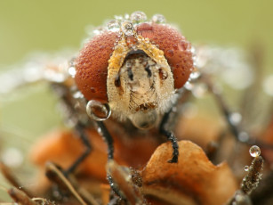 Картинка татьяна зарубо eyes животные стрекозы