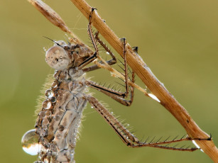 Картинка татьяна зарубо sympecma fusca росе животные стрекозы