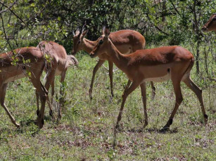 Картинка животные антилопы