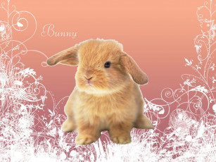 Картинка животные кролики зайцы