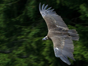 Картинка животные птицы хищники