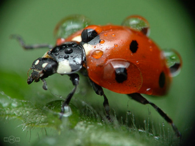 Обои картинки фото ксения, савченко, после, дождя, животные, божьи, коровки