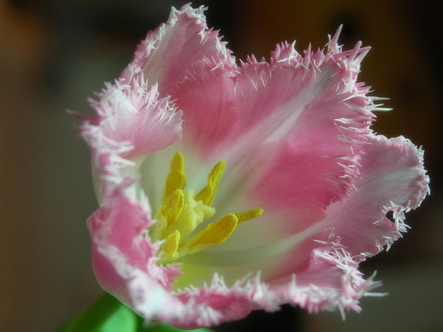 Обои картинки фото masters, день, рождения, цветы, тюльпаны