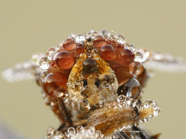 Обои картинки фото татьяна, зарубо, ice, животные, стрекозы