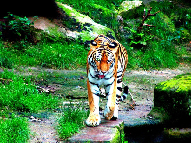 Обои картинки фото животные, тигры