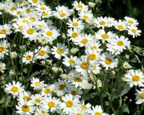 Картинка цветы ромашки