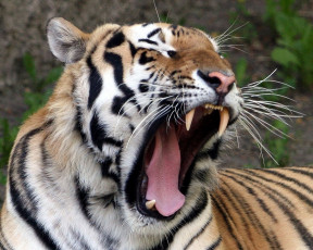 Картинка животные тигры