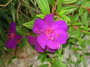 Картинка цветы