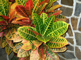 Картинка цветы