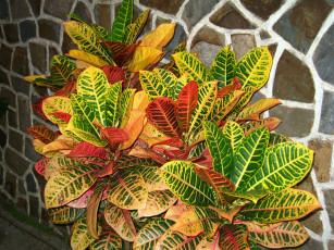 Картинка цветы