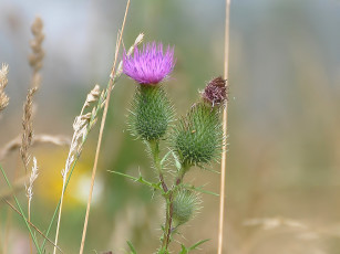 Картинка цветы Чертополох репейник