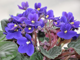 Картинка цветы фиалки