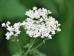 Картинка цветы луговые полевые