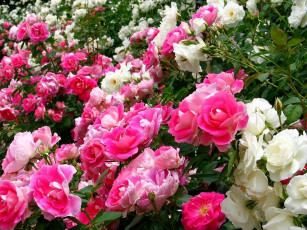 Картинка цветы розы