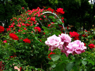 Картинка цветы розы