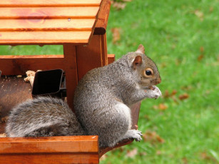 Картинка животные белки