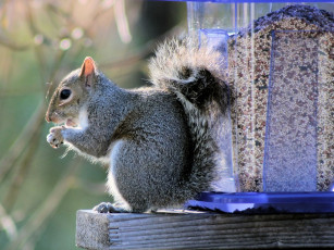 Картинка животные белки