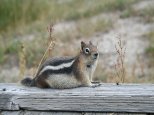 Картинка животные бурундуки