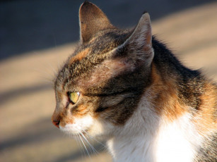 Картинка животные коты