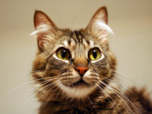 Картинка животные коты