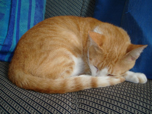 Картинка животные коты