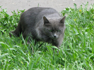 Картинка животные коты