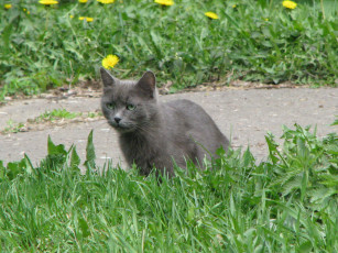 Картинка животные коты