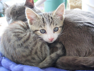 Картинка животные коты